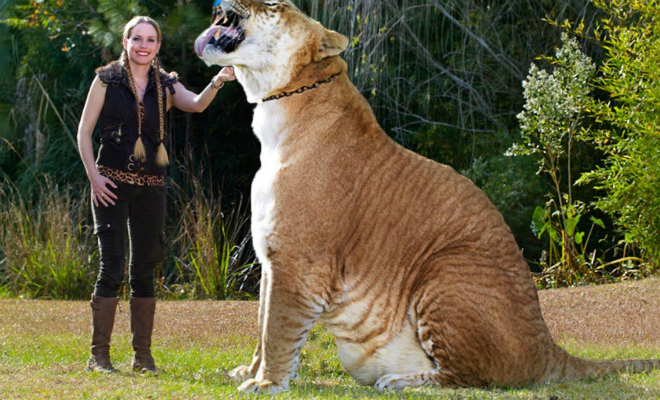 Геркулес: самая большая кошка мира весит как 2 льва и живет с людьми Культура