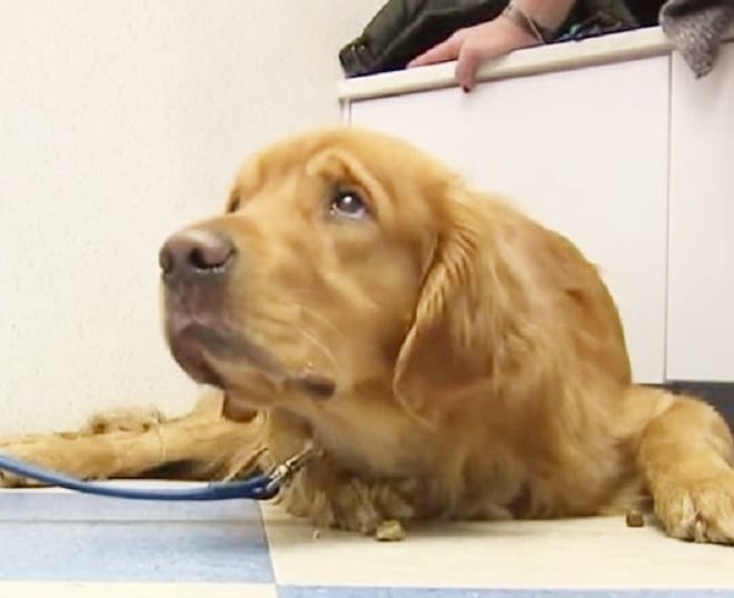 Грустный ретривер