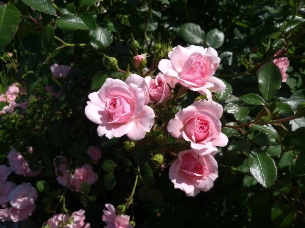 Розы в саду. 10 важных нюансов, которых вы, может быть, не знали дача,Нижегородская обл,[889307],сад и огород,цветоводство