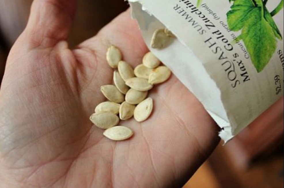Семена кабачков лечат диабет, последствия стресса, укрепляют нервы