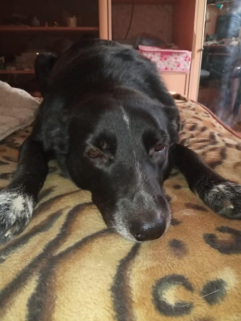 собака на кровати