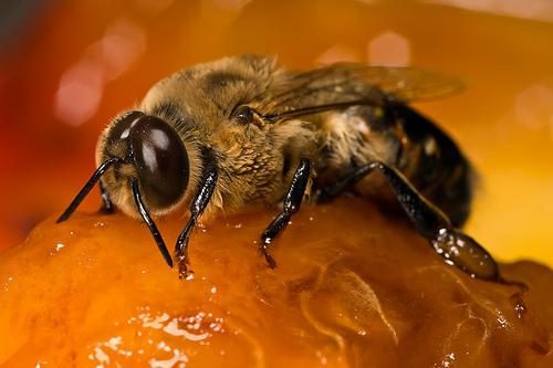 Рабочие пчелы являются кем? Какого пола рабочие пчелы? Состав пчелиной семьи