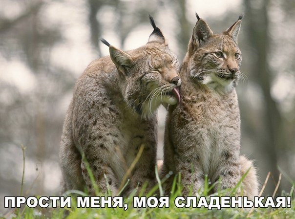 Прикольные картинки и фото с надписями со смыслом