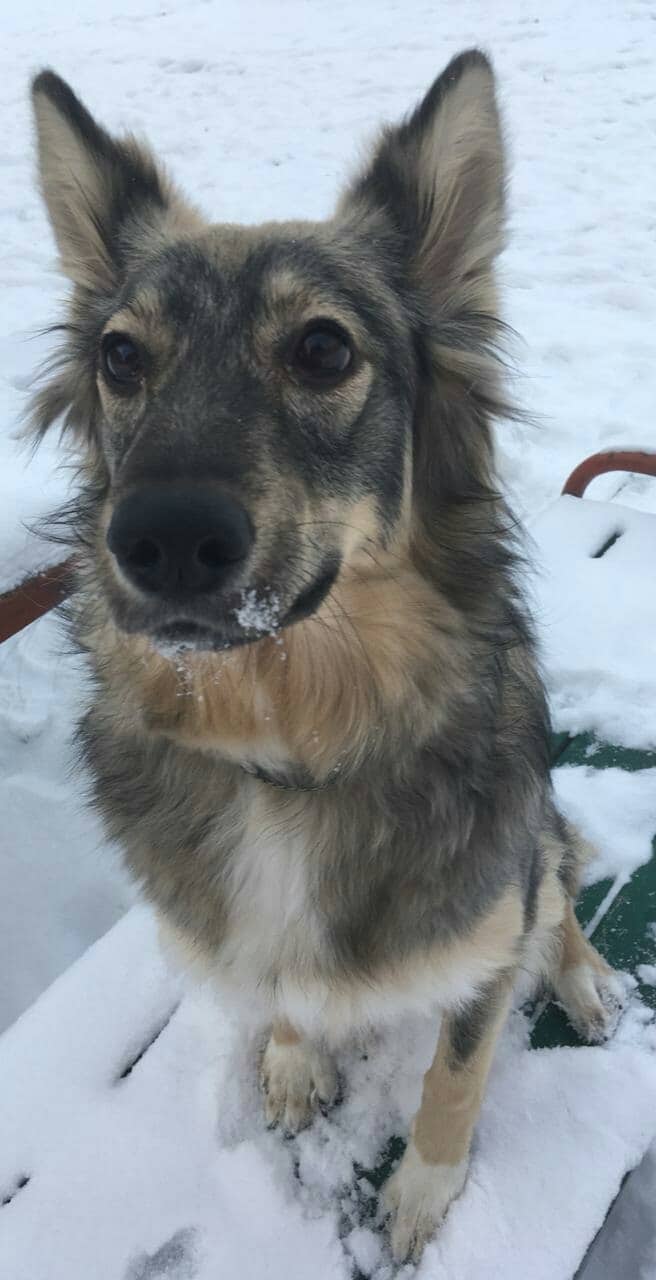 собака на прогулке