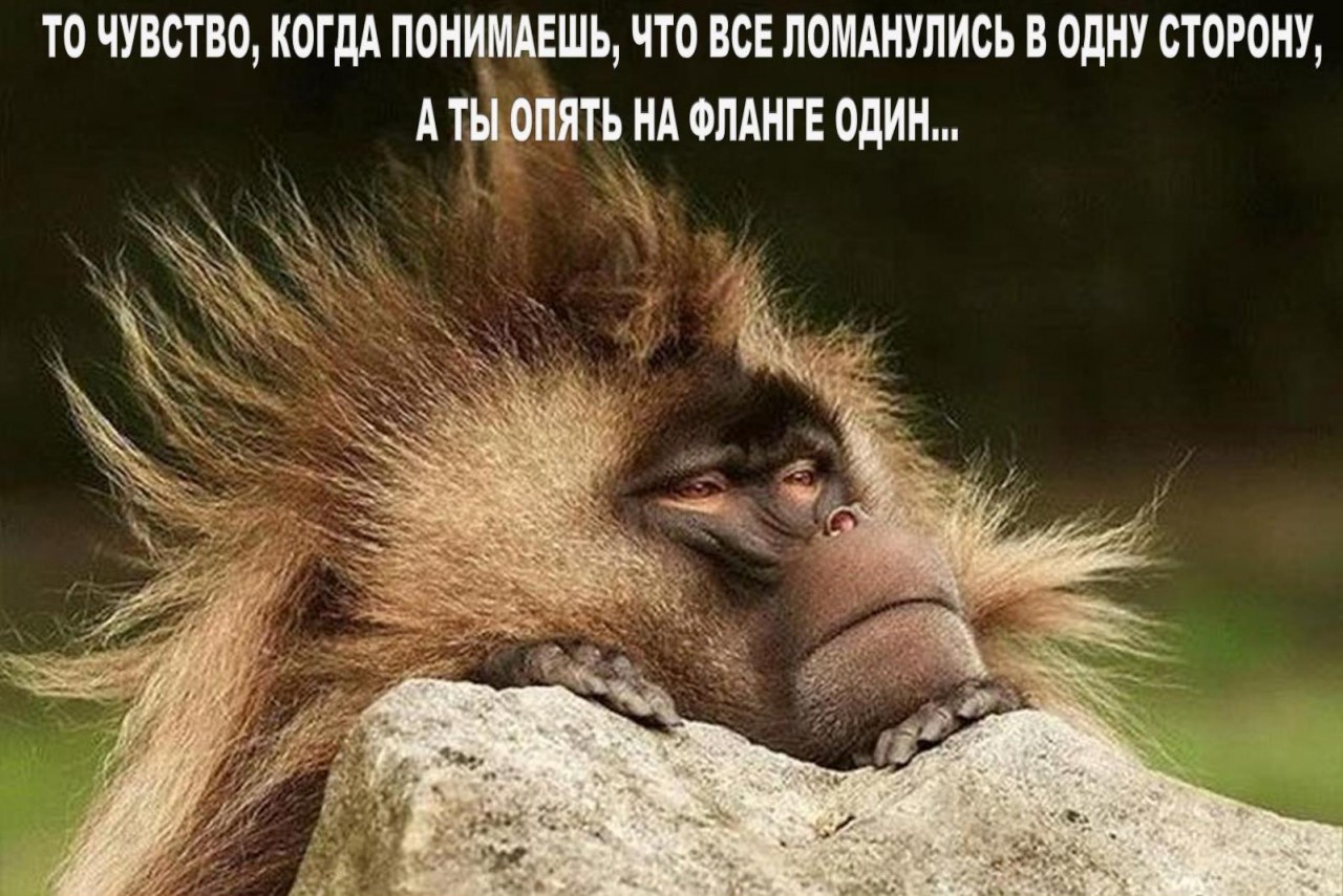Обезьяна с ирокезом
