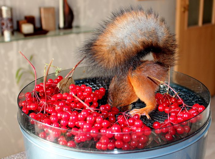 Животные, белка, позитив