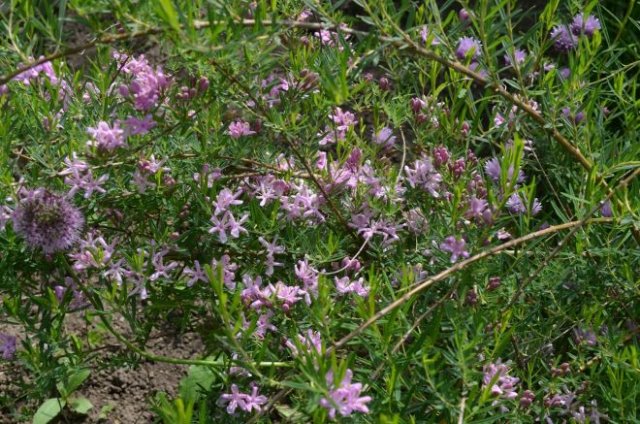 Декоративная жимолость: размножение, выращивание, 15 лучших видов и сортов дача,ландшафтный дизайн,сад и огород,садоводство