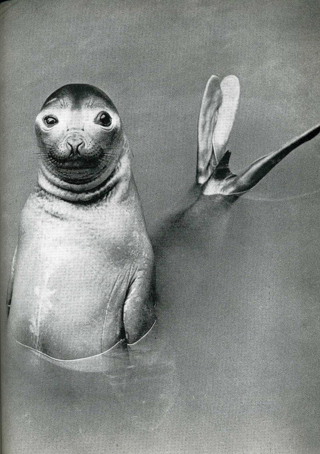 Лови момент истории: 35 самых удачных фото, украшавших журнал LIFE 