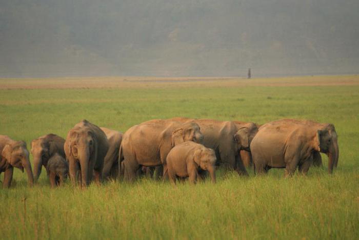 Азиатские слоны: описание, особенности, образ жизни, питание и интересные факты