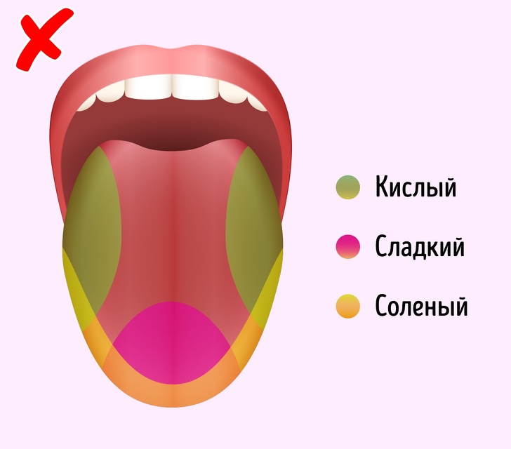 Зоны языка картинка