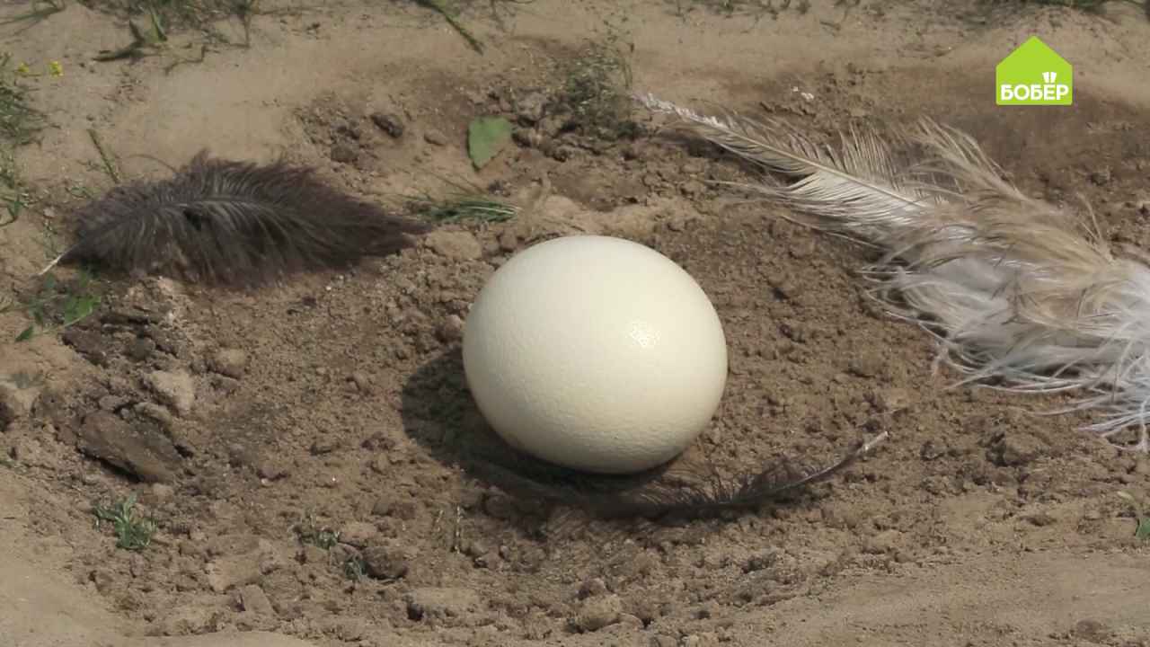 Как правильно собирать страусиные яйца и подготовить к инкубации