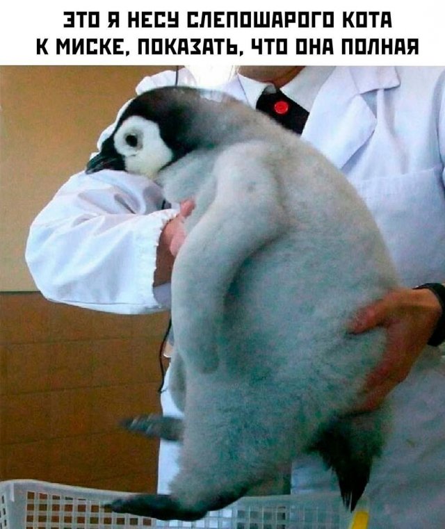 Интернет мемы в субботу и малина 