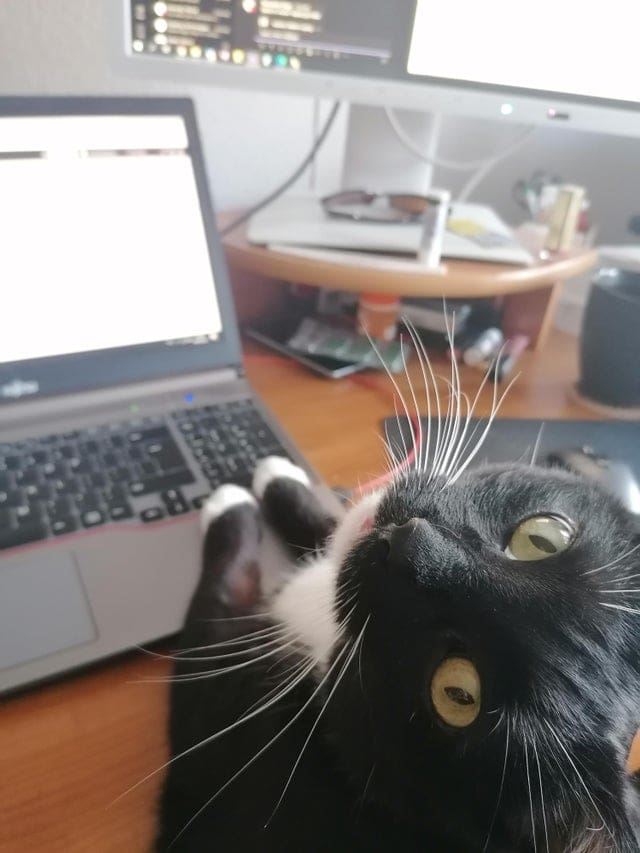 Без кота и жизнь не та