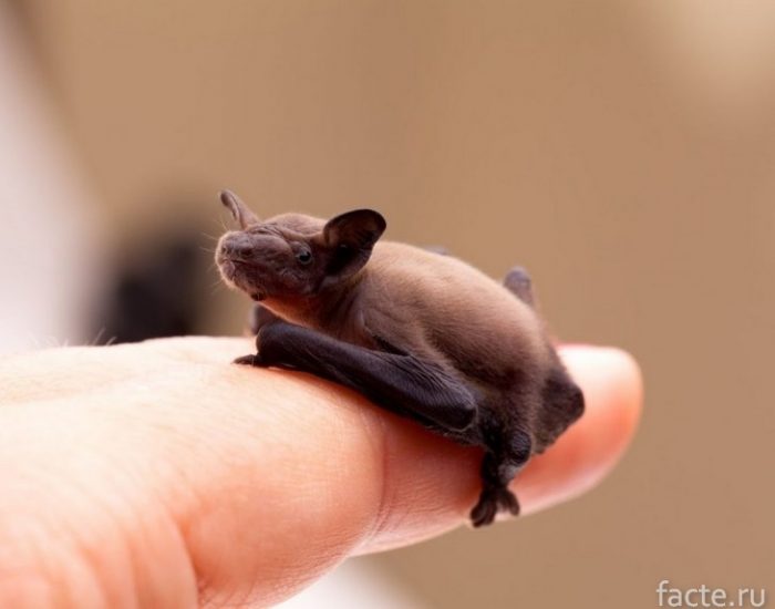 Самые маленькие животные в мире животные,интересное,природа,рекорды