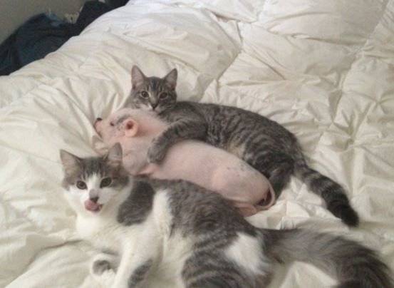 Удивительные фотографии очаровательных животных Удивительные фотографии очаровательных животных