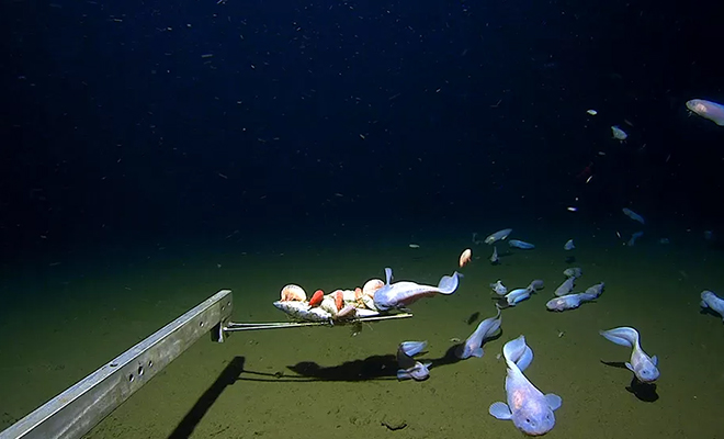 На глубине 8336 метров впервые засняли живое существо. Оно выдерживает давление в 800 раз выше чем на поверхности океана метров, создание, приходится, исследования, глубине, сплавов Предположительно, заинтересовалась, существо, необычное, приманить, попытались, Ученые, рыб Pseudoliparis, подвиде, Автономный, специальных, строить, аппараты, управляемые, дистанционно