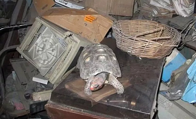 У семьи пропала черепаха, а через 30 лет случайно нашлась. Все эти годы она незаметно жила на чердаке У семьи пропала черепаха, а через 30 лет случайно нашлась. Все эти годы она незаметно жила на чердаке Культура