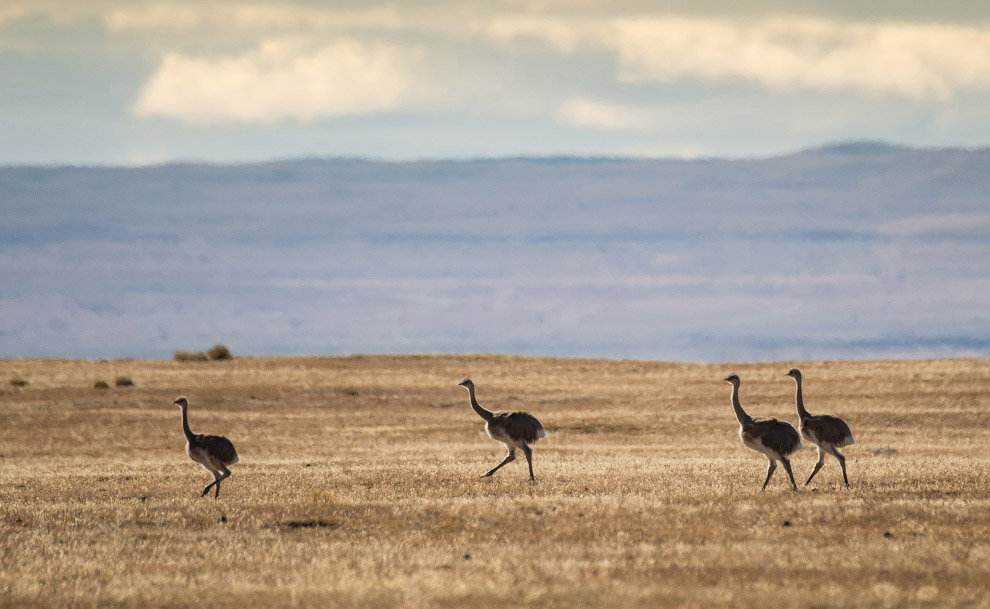 Просторы Патагонии Путешествия,фото