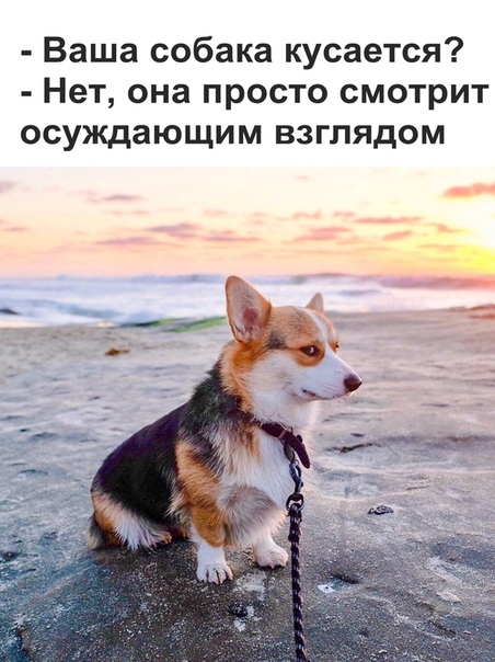 Забавные картинки и смешные фото с надписями из сети