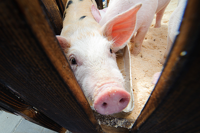В Кузбассе начнут массово уничтожать домашнее поголовье свиней