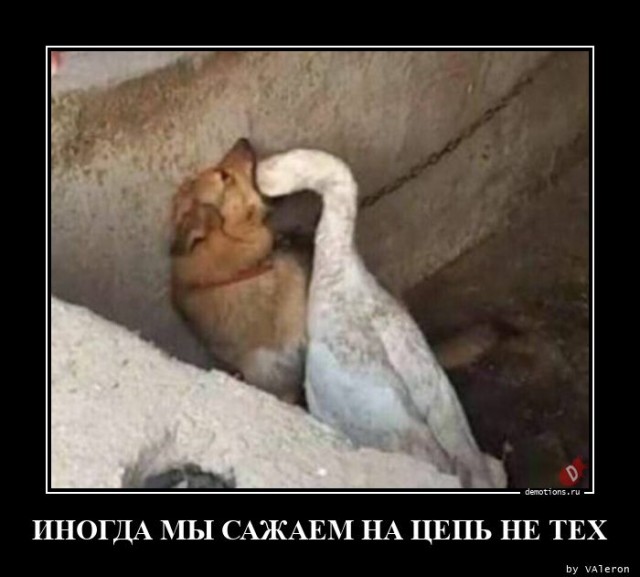 Свежий сборник прикольных демотиваторов: «С добрым утром!»  