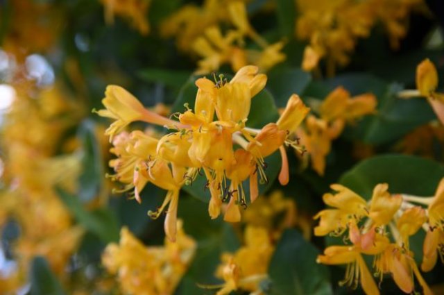 Декоративная жимолость: размножение, выращивание, 15 лучших видов и сортов дача,ландшафтный дизайн,сад и огород,садоводство