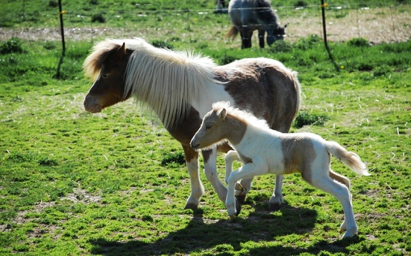 Миниатюрные лошади породы фалабелла животные, лошади, фалабелла