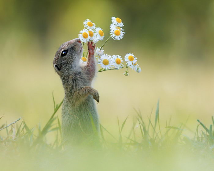 Звери в удивительных снимках 