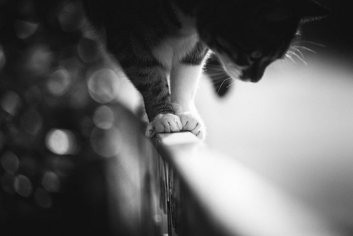 Кошки, которые сидят в неудобных местах: фотопроект Sabrina Boem Уютная подборка любимых питомцев