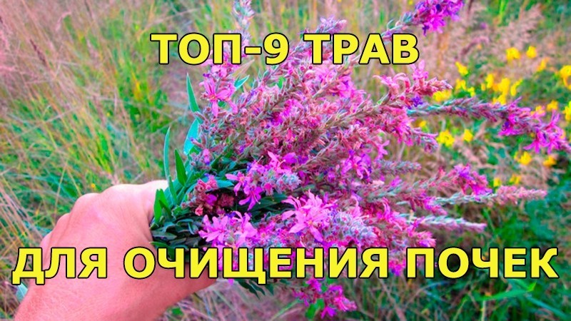 9 трав. Трава для очистки почек. Травка для очищения почек. Травы для чистки почек. Очищение почек травами.