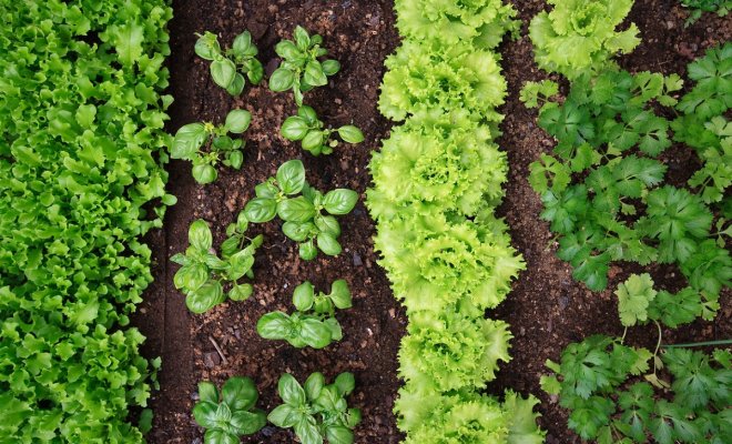 9 быстрорастущих растений для весеннего огорода