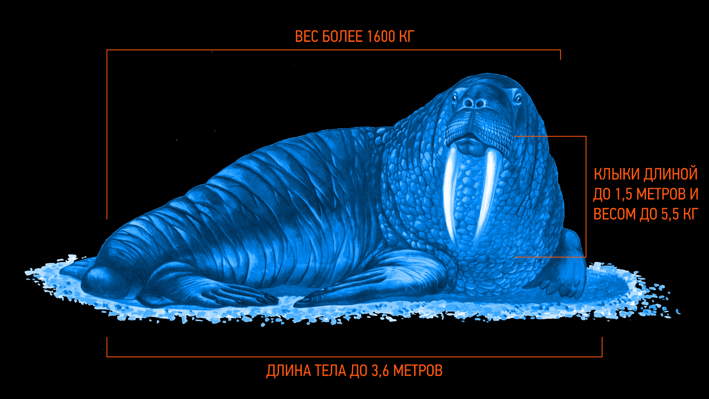 Как выглядит морж