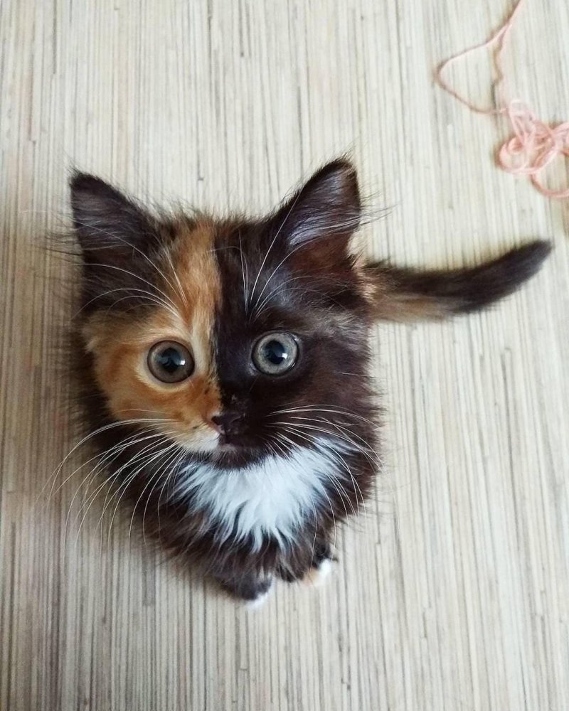 20 фото милейших котят, которые растопят сердце любого 20 фото милейших котят, которые растопят сердце любого кот, котенок, кошка, милый