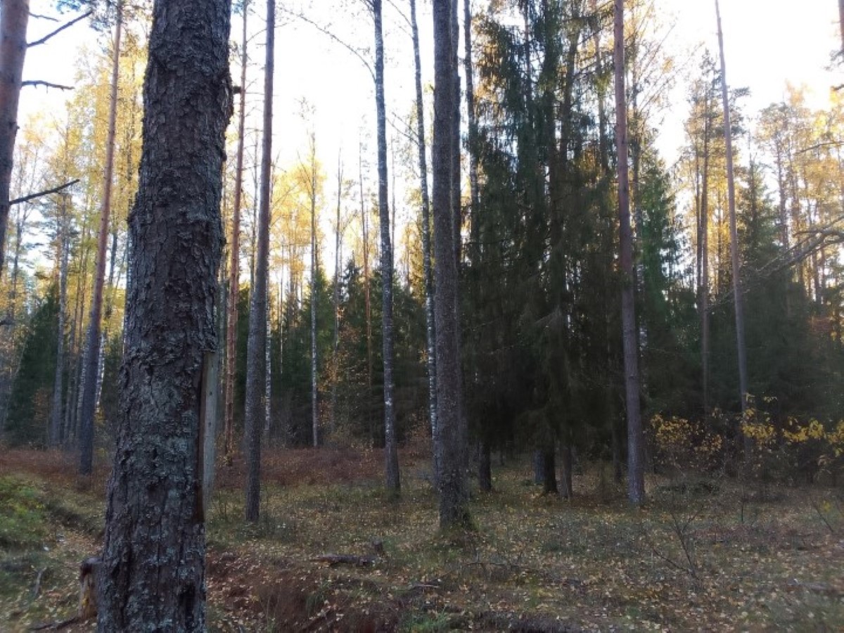 В Саратовской области поймали убийцу матери, 8 лет назад закопавшего ее в лесу
