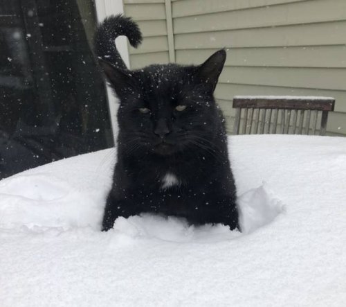 Зима и кошки Зима и кошки
