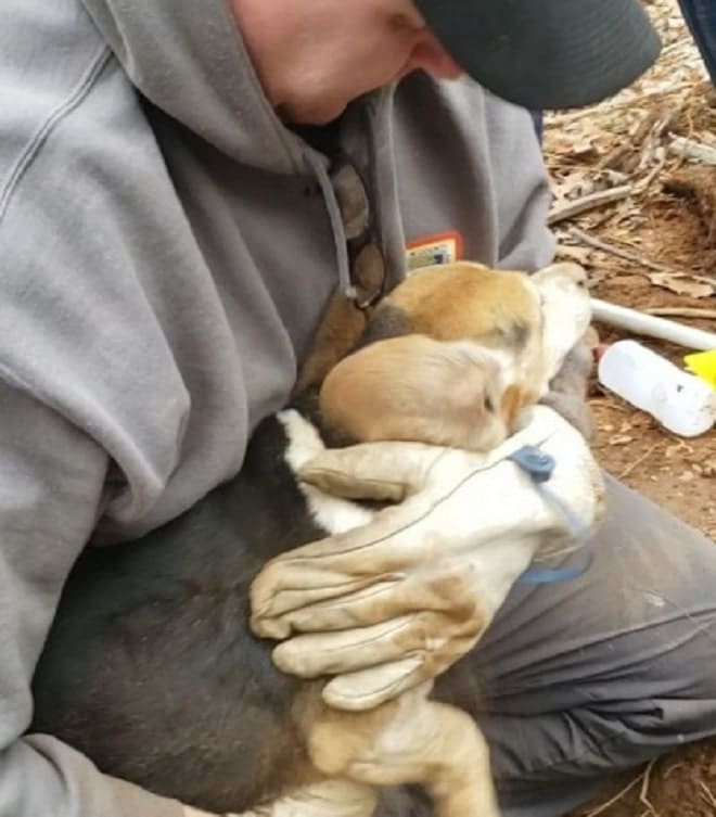 Пес на руках