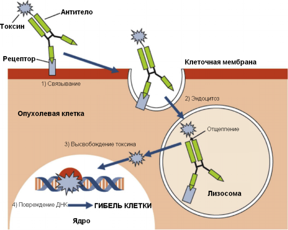 Антитела к базальной мембране. Механизм действия иммуноглобулинов. Механизм действия антител. Эффекты антител. Повреждение рецепторного аппарата клетки.
