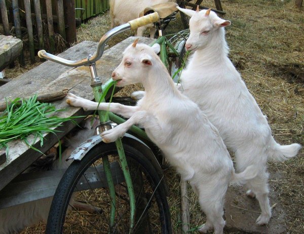 Мой ласковый и нежный друг кошка "Псейка" не всё так грустно