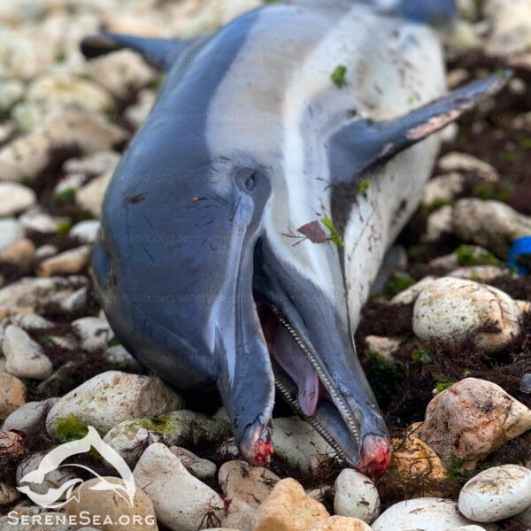 Экологи обнаружили на побережье Севастополя троих раненых, истощенных дельфинов  