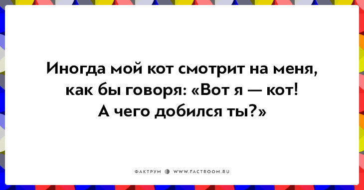 20 открыток о нелегкой жизни котов и их владельцев 20 открыток о нелегкой жизни котов и их владельцев