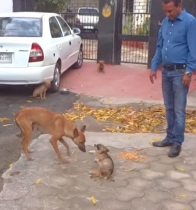 Щенок и собака