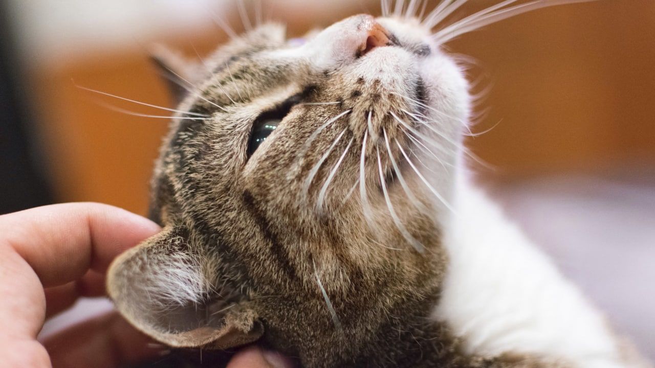 В Смоленской области 13-летнюю живодерку обвинили в создании пыточной камеры