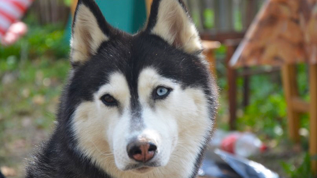 Эфир: Инициативу страхования ответственности владельцев собак обсуждают в «Патриоте»