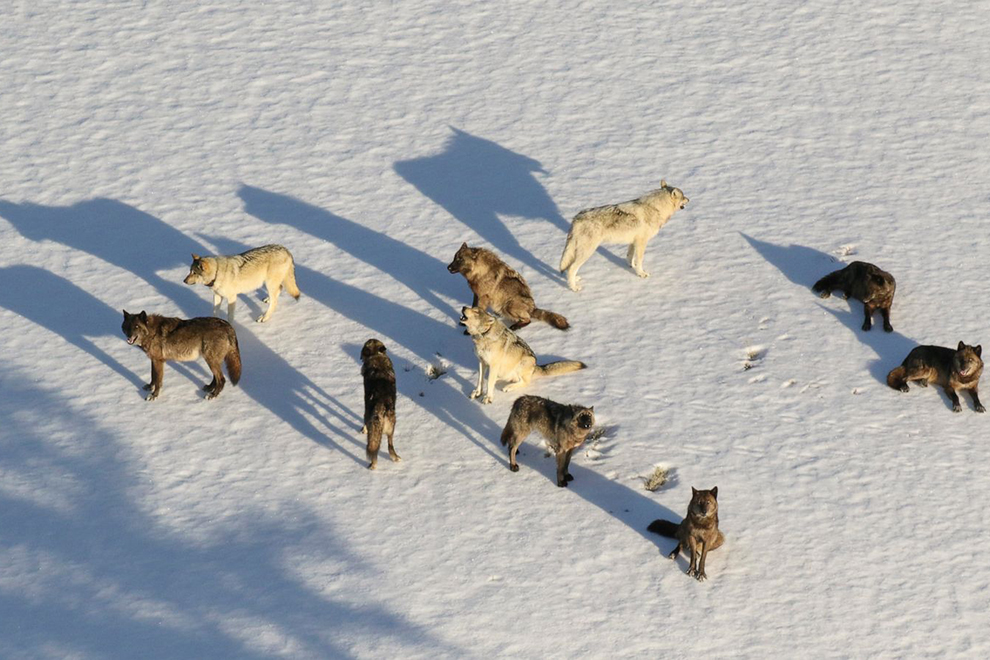 В 1995 году 14 волков выпустили в заповедник, а они подчинили себе территорию размером со страну. Видео парка, полностью, волков, более, национального, территория, Через, больше, стало, оленей, поголовья, уменьшения, после, которых, экологи, ягоды, снизилось Но, грызунов, мелких, охотников