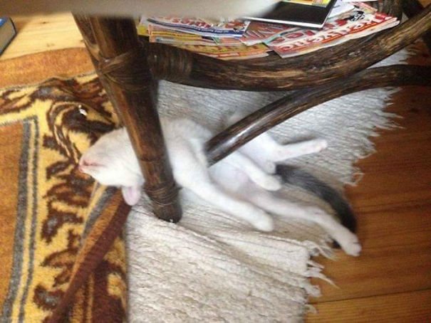 25 фотографий, наглядно доказывающих, что кошки могут заснуть в любом месте и в любой позе