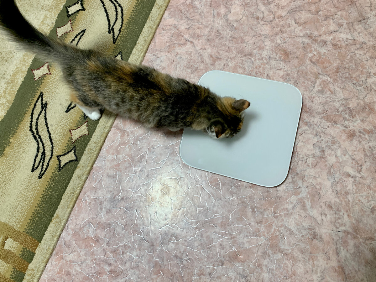 Как взвесить кошку и для чего это нужно делать?