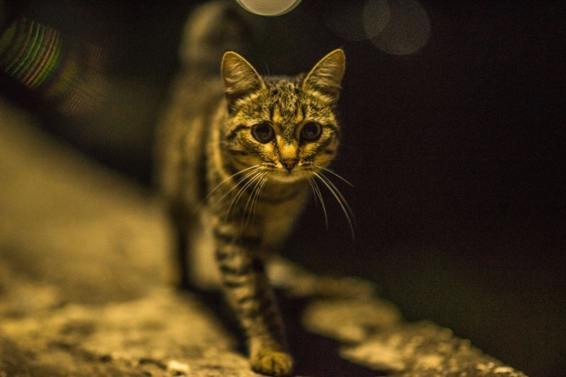 Очень колоритные уличные коты город, кот, кошка, улица, уличные кошки, эстетика