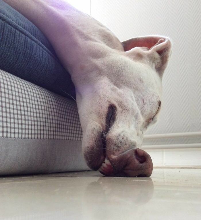 Собаки-зубаки, которые поднимут настроение 