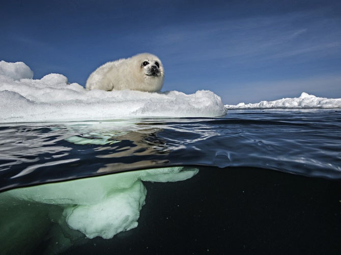 Лучшие фотографии National Geographic за июль 2014