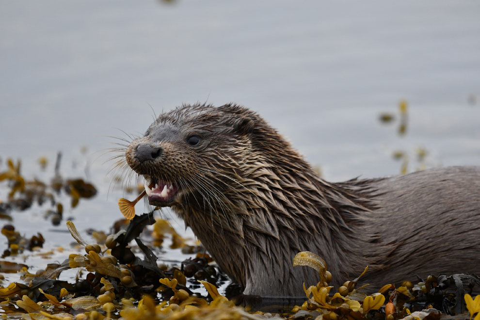 Победители конкурса фотографий Mammal Photographer 2020 Mammal, Photographer, среди, 2020 Заяцбеляк, фотографий, является, животном, шерстью, густой, самой, более, волосинок, 2020Портрет, приходится, выдровых, 2020Выдра, Roger, Llewellyn, такой, Becca